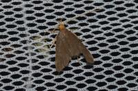 Eurodachtha pallicornella