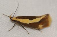 Harpella forficella