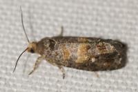 Cymolomia hartigiana