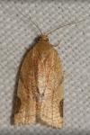 Paramesia gnomana