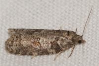 Cnephasia