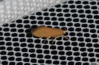 Crassa unitella
