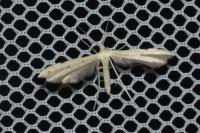 Adaina microdactyla