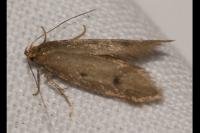 Borkhausenia nefrax