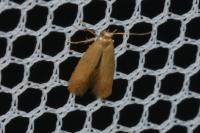 Tischeria