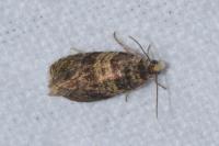 Celypha aurofasciana