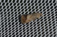 Cydia splendana