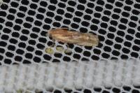 Eucosma gr. cana