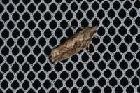 Zeiraphera isertana
