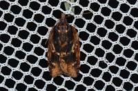 Acleris umbrana