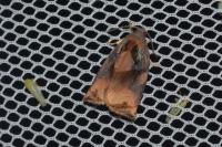 Archips podana