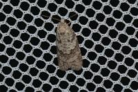 Cnephasia