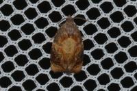 Ditula angustiorana