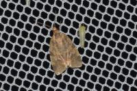 Epagoge grotiana