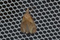 Phtheochroa inopiana