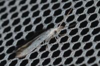 Coleophora