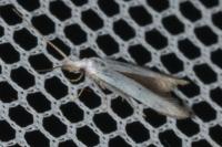 Coleophora