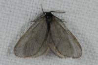 Rebelia plumella surientella