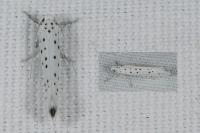 Yponomeuta