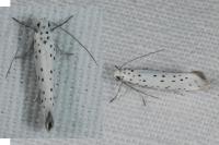 Yponomeuta