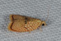 Acleris forsskaleana