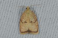 Acleris forsskaleana