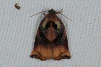 Archips podana