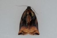 Archips podana