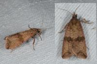 Celypha striana