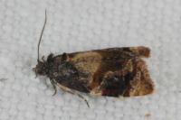 Ditula angustiorana
