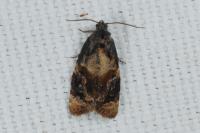 Ditula angustiorana