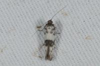 Enolmis acanthella