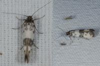 Enolmis acanthella