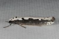 Ethmia bipunctella