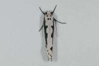 Ethmia bipunctella