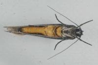 Ethmia bipunctella