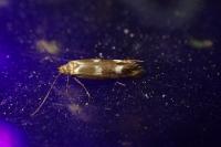 Scythris scopolella
