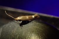 Scythris scopolella