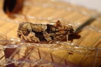 Eudemis profundana