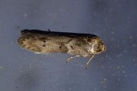 Blastobasis glandulella