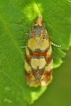 Aethes tesserana