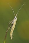 Coleophora