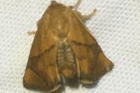 Apoda limacodes