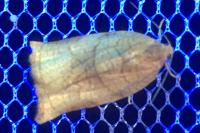 Archips podana