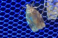 Archips xylosteana