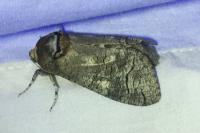 Cossus cossus