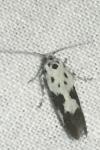 Ethmia quadrillella