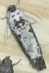 Hedya salicella