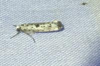 Yponomeuta plumbella
