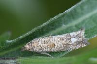Pelochrista caecimaculana